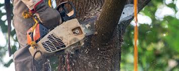 Best Tree Removal  in Muniz, TX