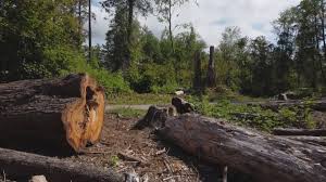 Best Seasonal Cleanup (Spring/Fall)  in Muniz, TX