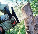 Best Stump Grinding and Removal  in Muniz, TX