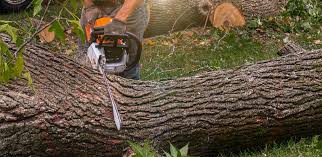 Best Lawn Renovation and Restoration  in Muniz, TX