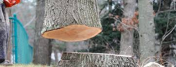 How Our Tree Care Process Works  in  Muniz, TX
