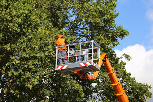 Best Storm Damage Tree Cleanup  in Muniz, TX