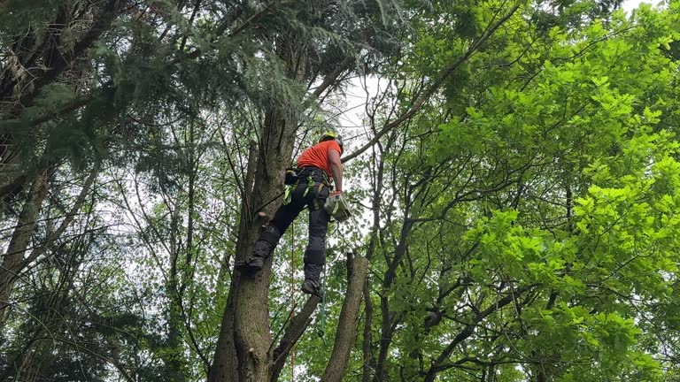 Best Tree Maintenance Programs  in Muniz, TX