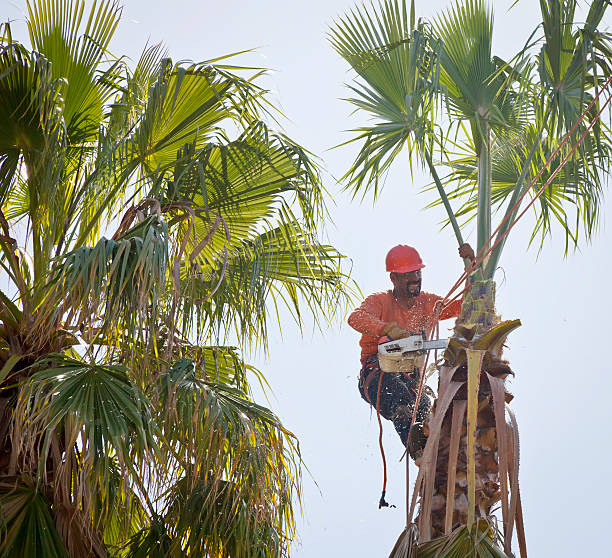 Best Root Management and Removal  in Muniz, TX