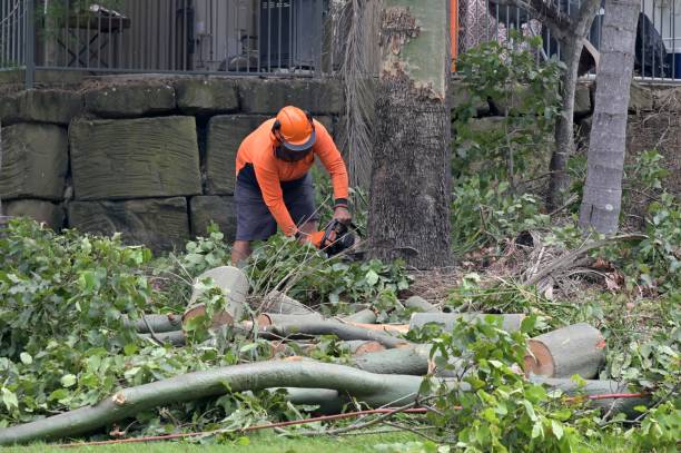 Best Commercial Tree Services  in Muniz, TX