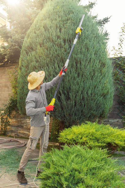 Best Tree Cabling and Bracing  in Muniz, TX