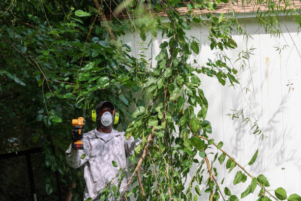 Best Tree Maintenance Programs  in Muniz, TX