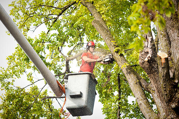 Reliable Muniz, TX Tree Services Solutions