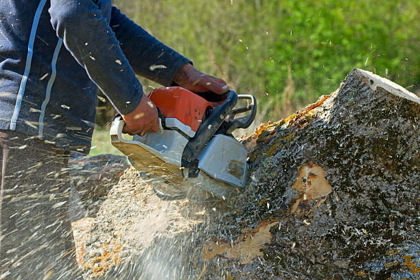 Best Emergency Tree Removal  in Muniz, TX