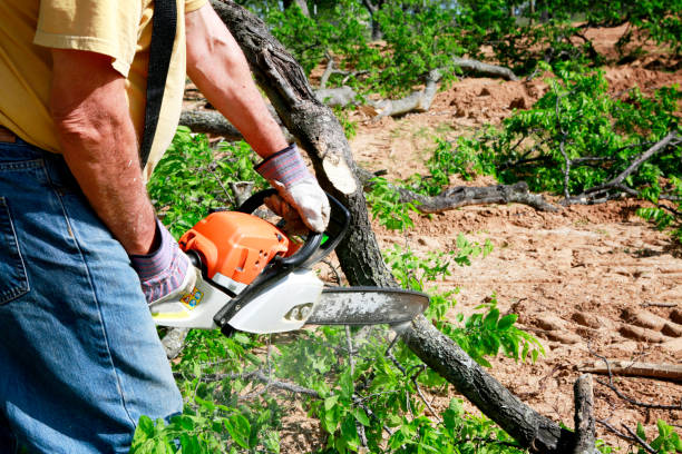 Best Fruit Tree Pruning  in Muniz, TX