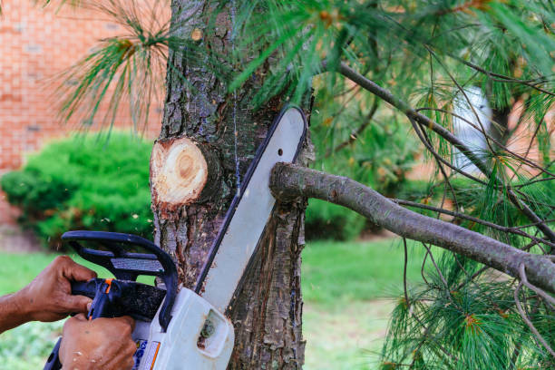 Best Tree Trimming and Pruning  in Muniz, TX